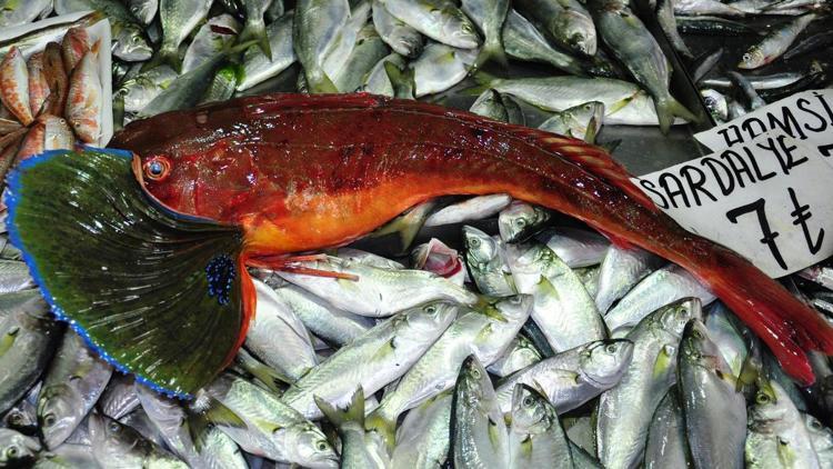 Çanakkale Boğazında 5 kilogramlık kırlangıç balığı yakalandı
