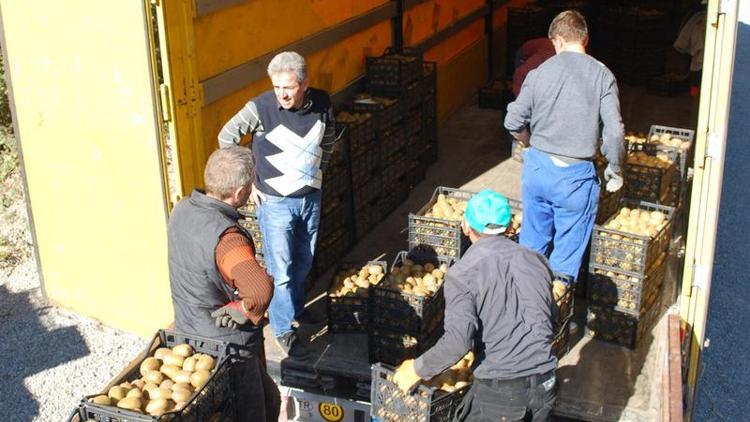 Karadenizde sezonun ilk kivileri pazara indi