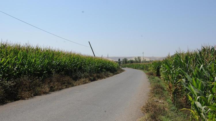 Batmanda pamuk üreticisi mısıra yöneldi