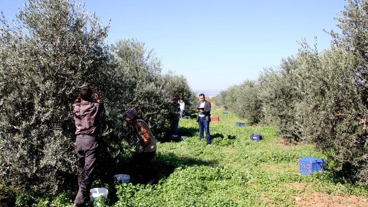 Sarı ulak zeytin çeşidine koruma çalışması