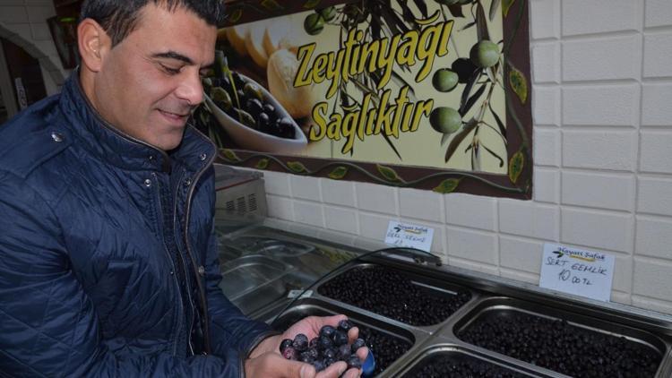 Karamürselde zeytin üretimi