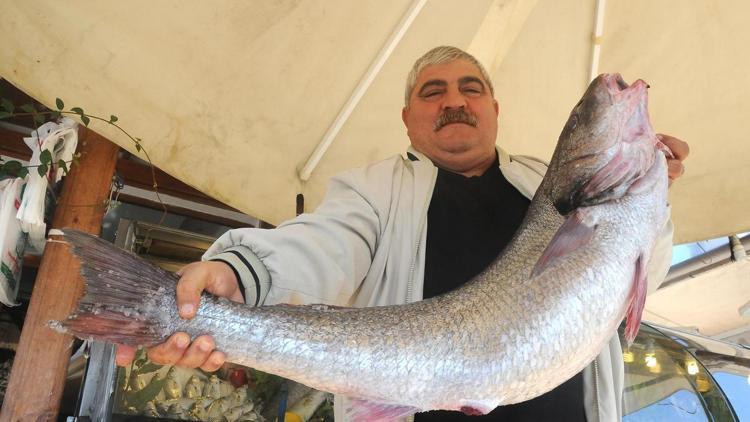 Yalovada 11,5 kilogramlık minakop yakalandı