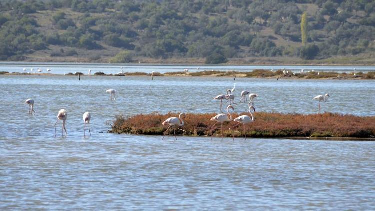 Flamingolar Bodruma gelmeye başladı