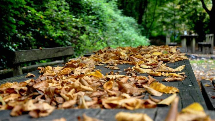 Yenice ormanlarında güz coşkusu