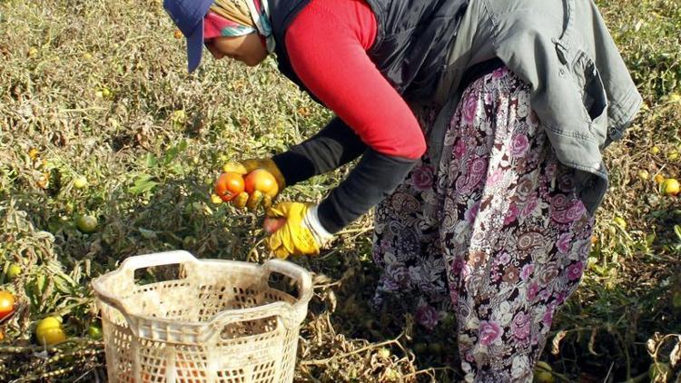 Domates üreticileri fiyat farklarından şikayetçi