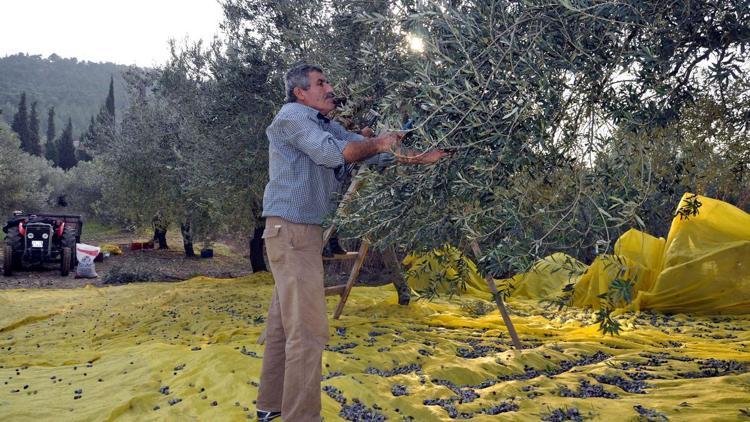 Somada kurulması planlanan termik santral