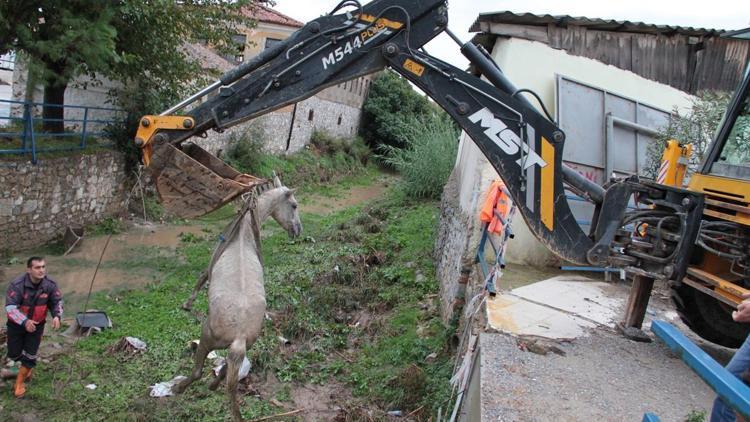 Muğlada at kurtarma operasyonu