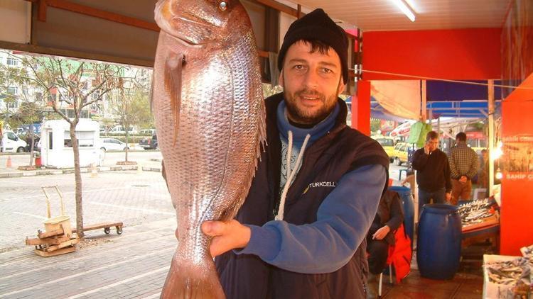 Zıpkınla avlanan 5 kilogramlık sinarit 400 liraya satıldı