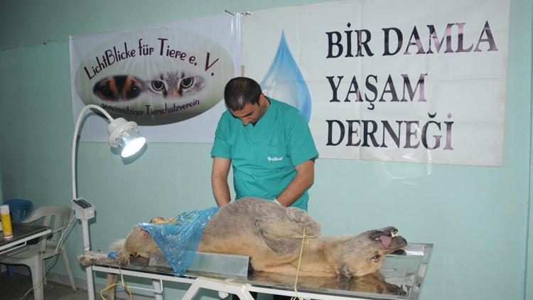 Batmanda sokak köpekleri kısırlaştırılıyor