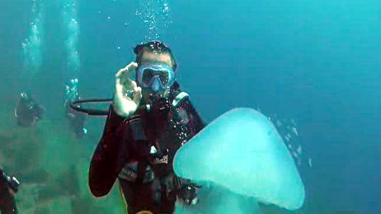 Marmaris Körfezinde zehirli denizanası görüntülendi