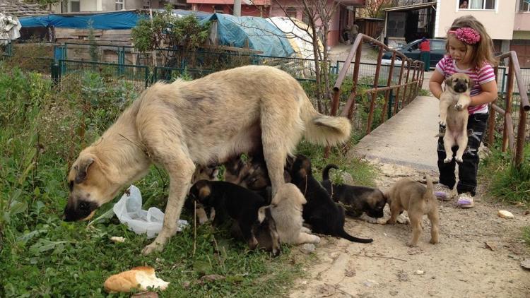 Köpek yavrularına mahalle halkı sahip çıktı