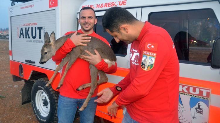 Fındıklıda yavru karaca koruma altına alındı