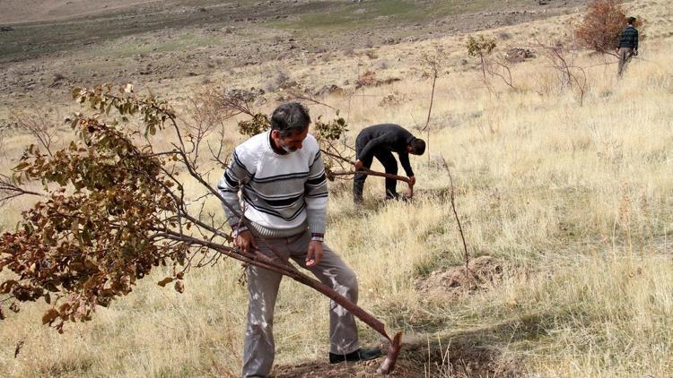 600 meyve ağacı bir gecede kesildi