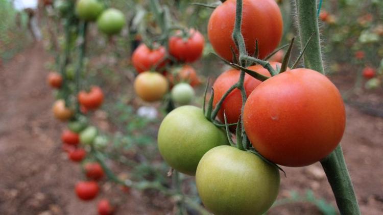 Mersinde Güvenli Gıda Projesi ilk ürünlerini verdi