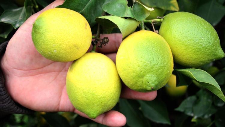 Limonun fiyatı 75 kuruşa düştü