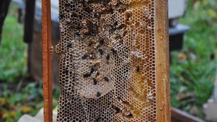Kastamonuda aç kalan ayı 6 arı kovanına zarar verdi