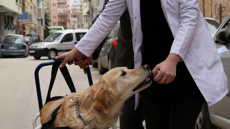 Ayakları kopan martıya protez, köpeğe yürüteç takıldı