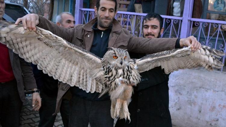 Yaralı puhu kuşuna köylüler sahip çıktı