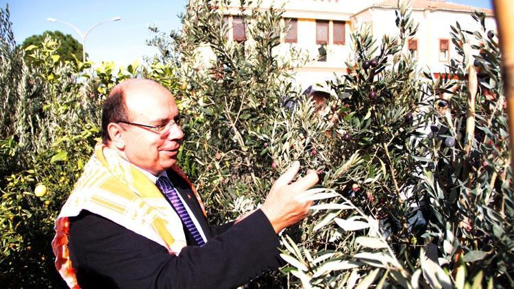 Milas Zeytin Hasat Şenliği