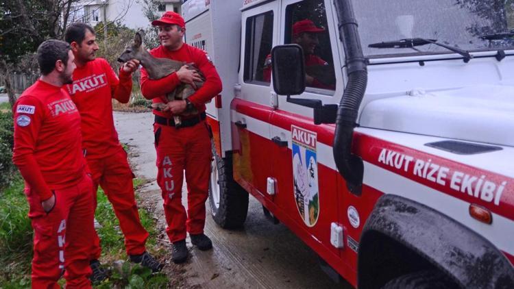 Fındıklıda dereye düşen yavru karaca koruma altına alındı