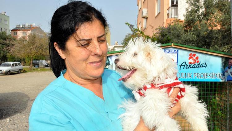 Sokağa terk edilen köpeği tedavi ettirdi