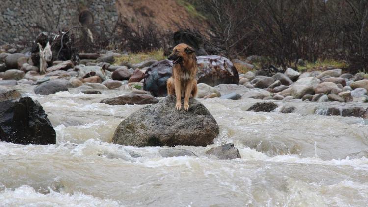 Rizede derede mahsur kalan köpek kurtarıldı