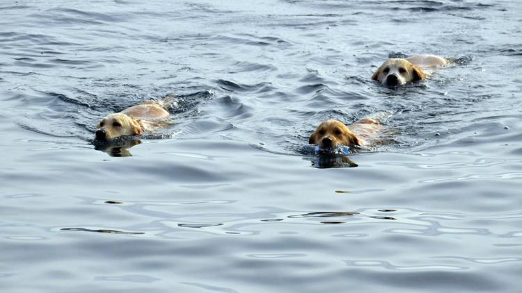 Güverte reisinin köpek sevgisi