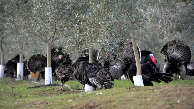 Linyit yatağından, zeytin yatağına dönüştü