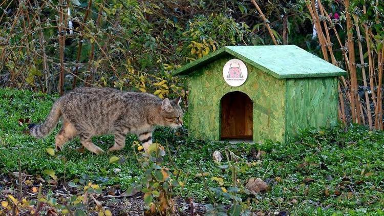 Belediyeden kedilere özel ev