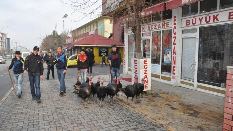 Yılbaşı hindileri satışa çıktı