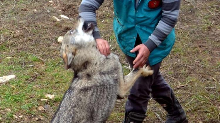 Kurtlar, doğaya salınmak için yabanileştiriliyor