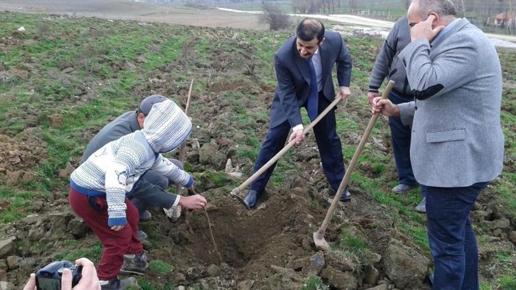 Söğütte ceviz fidanı dikim projesi