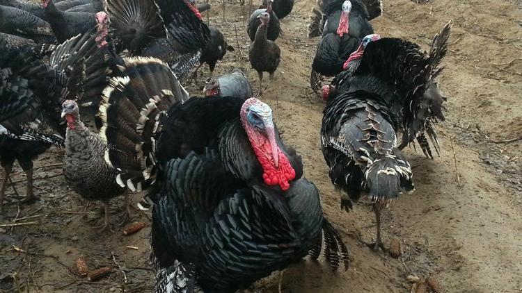 Mısırla beslenen hindiler ilgi görüyor