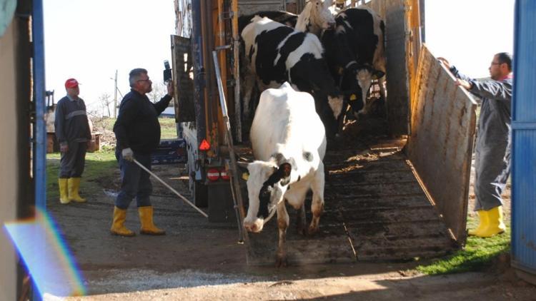 Sarayönünde 2 bin gebe süt sığırı dağıtılacak