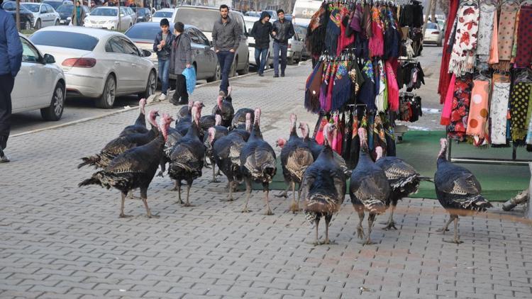 Yılbaşı hindisi Muşta ilgi görmedi