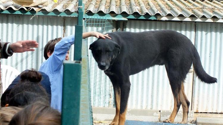 Çocuklar, kazandıkları para ile sahipsiz köpeklere mama aldı