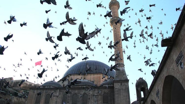 Halep güvercinleri Şanlıurfada özgürlüğe kanat çırpıyor