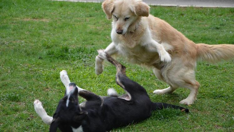 Sağlam kemiği kalmayan köpeği hayata döndürdüler