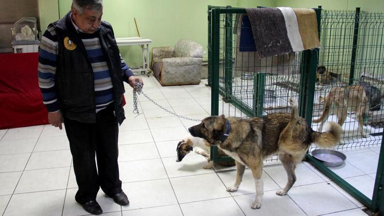 Ters bacaklı köpek ameliyat edilecek