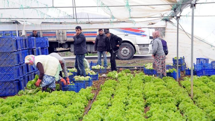 Marmaranın küçük Antalyasındaki seralarda meydana gelen çökme