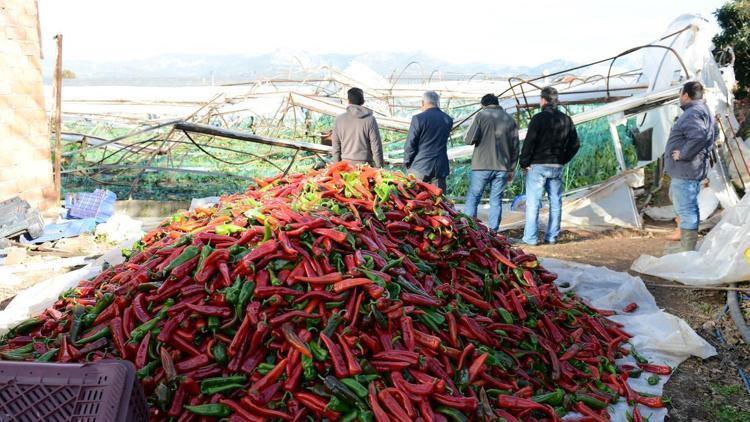 Hortumun zarar verdiği seralarda ürünler toplanıyor