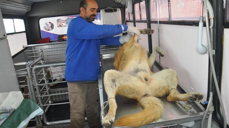 Yüksekovada sokak köpekleri kısırlaştırılıyor