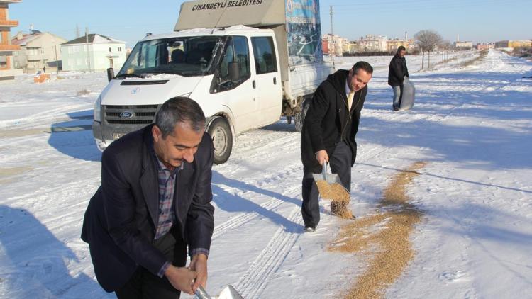 Cihanbeylide kuşlar için yem bırakıldı