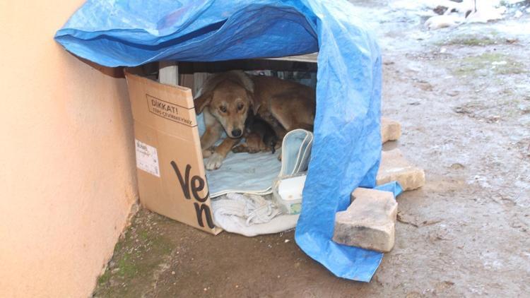 Bahçesine sığınan köpeklere elektrikli battaniye aldı