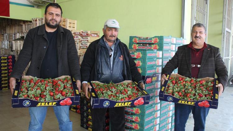 Silifkede çilek ihracatında hedef 20 bin ton