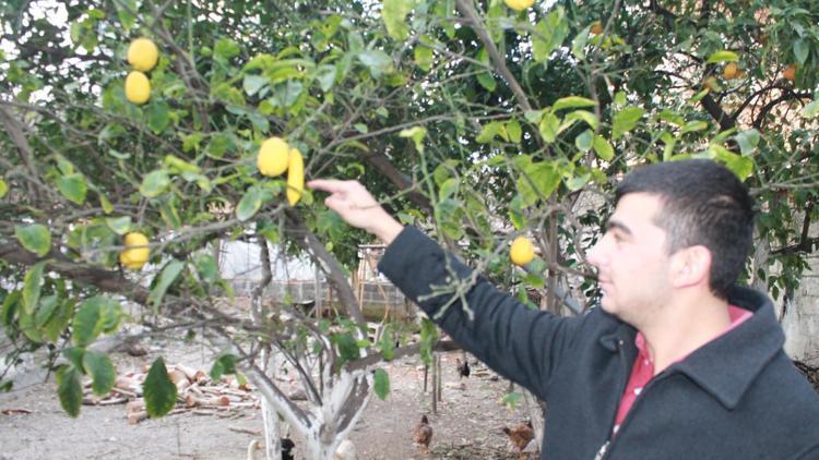 Limon, muza benzerliğiyle dikkat çekti