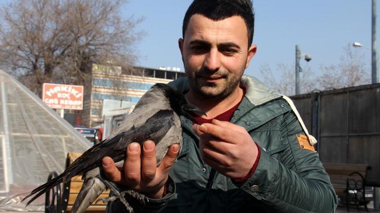 Soğukta kanatları donan karga tedaviye alındı