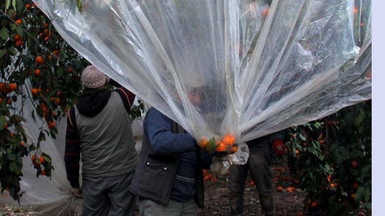 Naylonlu koruma mandalinanın değerini artırdı