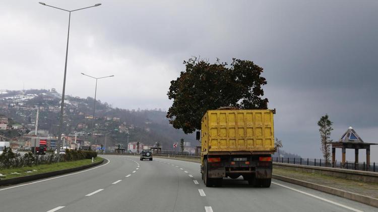 60 yıllık ağacın kesilmesine gönlü elvermedi