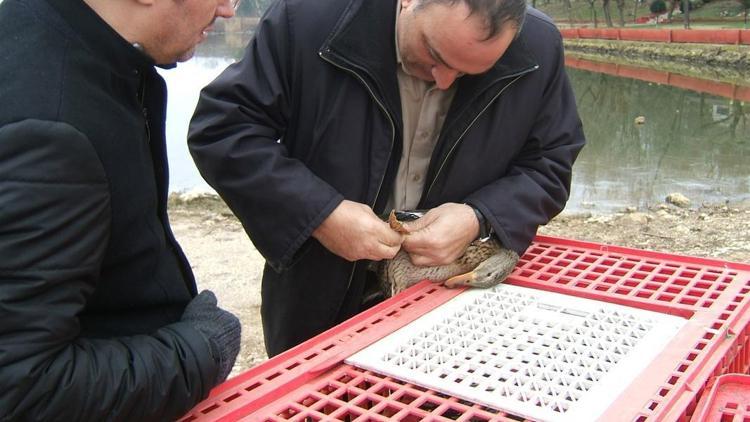 Bir kaç fazla av uğruna